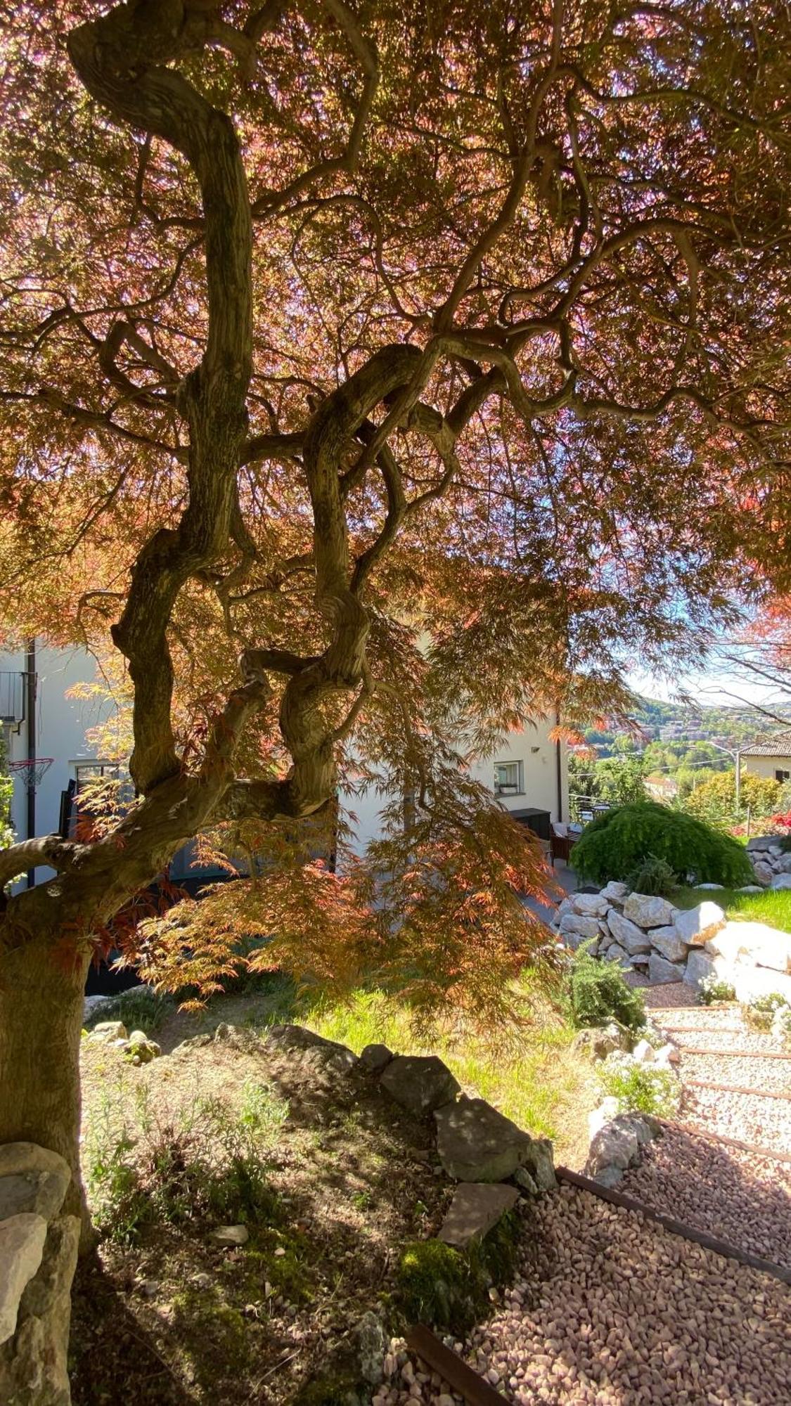 Ferienhaus I Faggi Rossi - Red Beech Trees Como